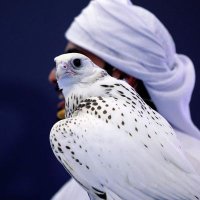 💫متقرصنة💫 (@alsaayedk) 's Twitter Profile