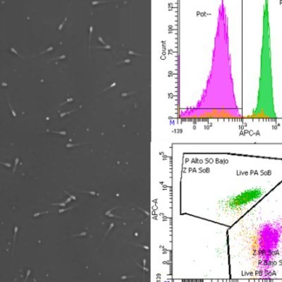 Grupo de Investigación de la @UV_EG. Biología y conservación del espermatozoide - BIOTSPERM