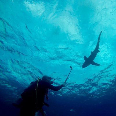 Conservation and Research Manager @sussex_ifca | Former @TheFSBI and @SussexUni PhD on #sharks 🦈 | Diver | #firstgen || All views my own (he/his)