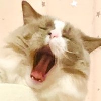 雅子とはる(DMしません❌) (@m35_86) 's Twitter Profile