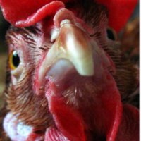 Oldrooster (@oldrooster7) 's Twitter Profile