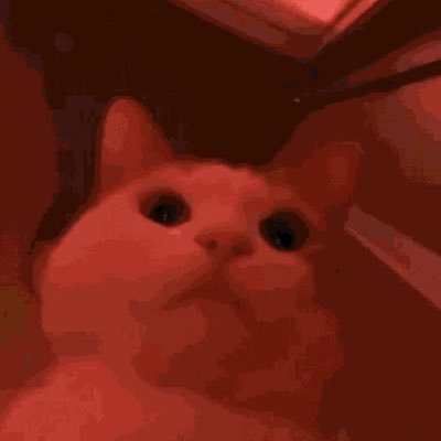 vxcusdolphus's profile picture. 