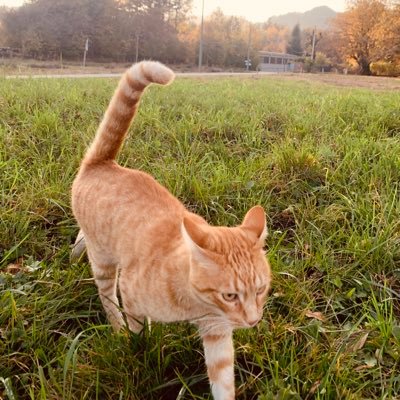 deariedontworry's profile picture. mi fido solo di Siri