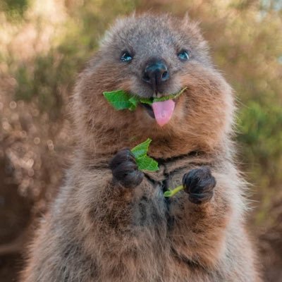 Great-granny, proud Australian. Love family, flag & country. Not aligned with any political party. Follows, RTs do not = endorsement. No DMs please.