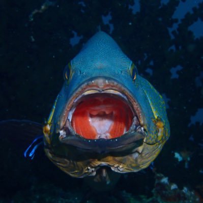 Pediatrician. PADI Dive master. Always curious and loves to travel.