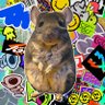 mabi_chinchilla's profile picture. チンチラのバイオレット♀🌻2019.08生まれ🌻2019.10お迎え🌻チンチラ垢ですが、たまにチラ以外も呟きます✨フォローありがとうございます✨無言フォロー失礼します✨チラ垢様は積極的にフォロバさせて頂いてます✨カイヌシ(ぺぺこ)趣味スプラ3🦑