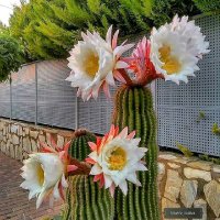 Cactus Garden(@CactusGarden6) 's Twitter Profile Photo