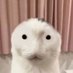 Gasteracantha (@gasteracantha3) Twitter profile photo Gasteracantha (@gasteracantha3) Twitter profile photo