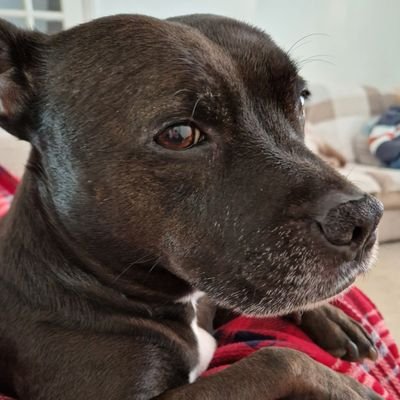 constantlyfedup's profile picture. Proud staffie Mum. Oh and I've got a couple of kids too. Suffering with extreme loathing of the Tories since 2010.