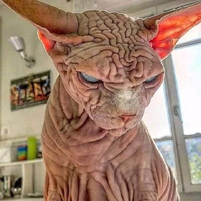 IminaNami's profile picture. 📌