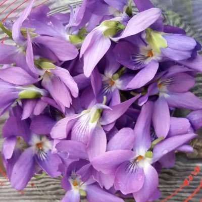 violetis_purple Profile Picture
