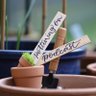 pottingonpod's profile picture. Share my journey, successes and failures, as we grow and nurture our family and flora, potting them on for their future growth.