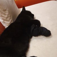 Chris (@tivikrea) 's Twitter Profile