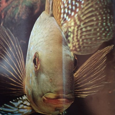 aquariumglass Profile Picture