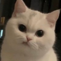 bammisa (@bamsoshi) 's Twitter Profile Photo