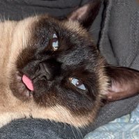 Cat Person (@_emdawg3) 's Twitter Profile