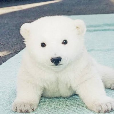ただの熟女好きのデブです/日本列島裏垢の旅〜全国の裏垢女性と現地で遊ぶ旅〜/現在27都道府県制覇/ファンクラブ運営としろくまnote/熟女特化の動画はこちらから https://t.co/WWeShApHZm /https://t.co/pl2vuHoLMa