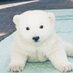しろくま🐻❄️ (@shirokumadebu) Twitter profile photo しろくま🐻❄️ (@shirokumadebu) Twitter profile photo