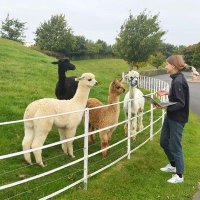 Ylva Andersson (@_psylva) 's Twitter Profile