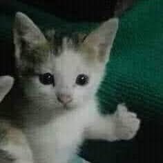 KOYA_Rayy's profile picture. 