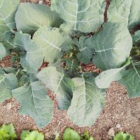 Ziraatci (@sev185501003) 's Twitter Profile