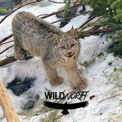 WILDNorth: Northern Alberta Wildlife Rescue & Rehabilitation, a non-profit charity, provides compassionate care to injured, orphaned and contaminated wildlife.