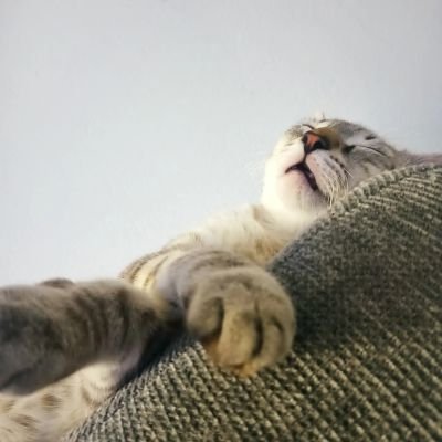 MrCrackAttack's profile picture. 