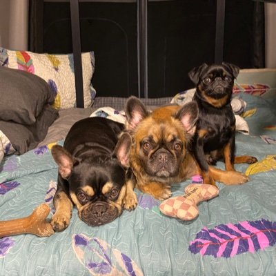 Louie the #FrenchBulldog
Coco the #FluffyFrenchie
Larry the #BrusselsGriffon 

We are #dogsofx posting about #dogfriendly #travel & life.
Please visit our #blog