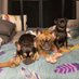 Dog Friendly Travel 🐾 Louie, Coco & Larry (@DogFriendlyTrav) Twitter profile photo
