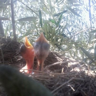 alopecicoperdio's profile picture. Bais bais