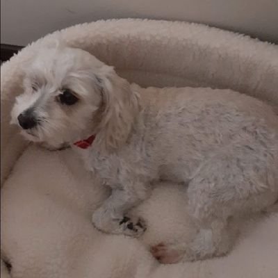 Madre de 2 varones, madre de 2 cachorras. A Dios gracias...🙏🙏