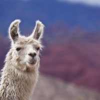 Alpaca Tech๐ (@alpacaalpacaal1) 's Twitter Profile