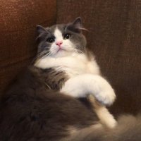 ChinieTheLower's profile picture. She/Her | #WelovePulte | #PATsGANG | #VIPcardroomOG | #SUPERFAMILY 0x7E5110bB611d4860C0530eC5E7ca914ba9458543