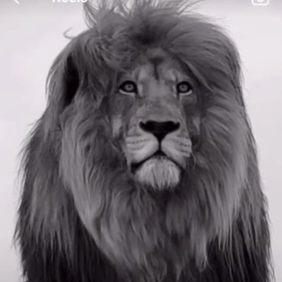 Impavidooo's profile picture. Essere libero pensante, molto pensante!!!