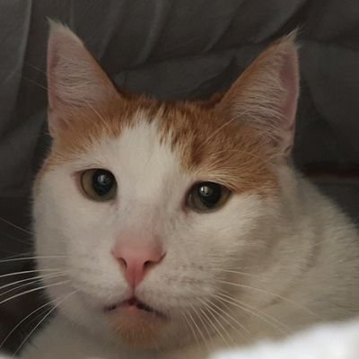 chumkycat Profile Picture
