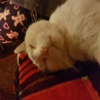 Richard Taylor (@richardtaylor5) 's Twitter Profile