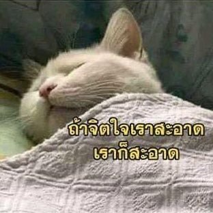 wrk_yaya's profile picture. สาวกมิ้นต์ช็อค เอลิสท่านหนึ่ง