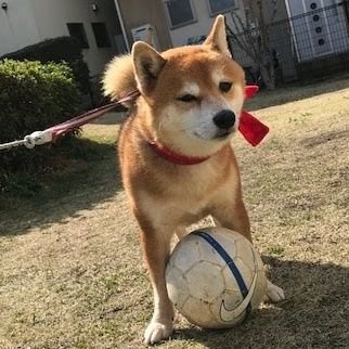 趣味垢で愉快な動物なども！

BABYMETAL！🦊
鞘師里保！🌈

全ての全てが幸せでありますように！

世界が平和になりますように!