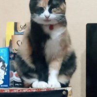 しえるん✨パズサバ垢 (@ciel_pns) 's Twitter Profile