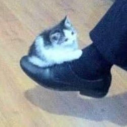 hey yall / 18 / he/they / average nintendo fan & certified silly guy / repost very often n stuff
