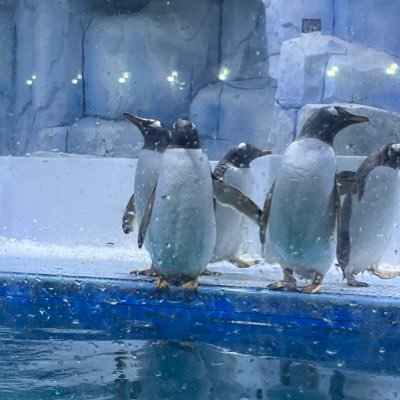 Mayzfeng's profile picture. 