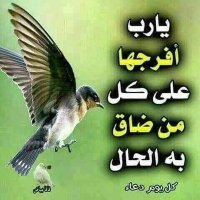 عمرعلي احمد الصبيحي(@shqyr_mr) 's Twitter Profile Photo