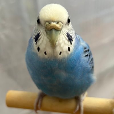 kozooooobsk's profile picture. 京都ハンナリーズの念組中心にミニからNBAまでバスケ全般浅く広く ミニバス＆部活応援 共に登ってるつもり NBAでは #DemarDeRozan #LightTheBeam