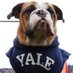 Did Palace Win (@yaiebulldogs) Twitter profile photo Did Palace Win (@yaiebulldogs) Twitter profile photo