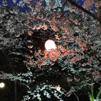 ゆー@呟き時々取引垢 (@katyouhugetu051) 's Twitter Profile