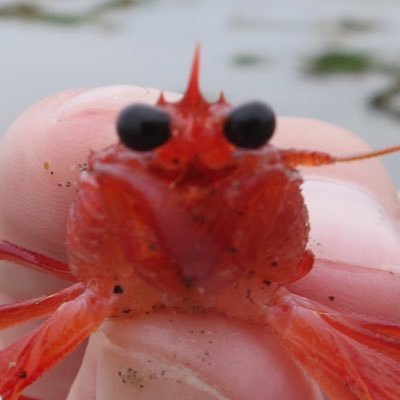 Bug Loverさんのプロフィール画像