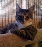 StuffOfficeCat's profile picture. Resident cat at Stuff HQ