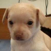 꼬륵.. (@ggorururu) 's Twitter Profile