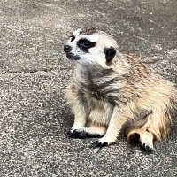 伊東晃夫 (@1m7yjgplxmtel1m) 's Twitter Profile