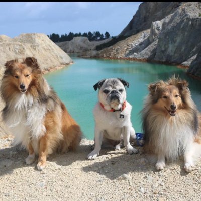 CodeMoco's profile picture. Feliç amb els nostres animalons.